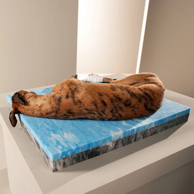 Laboni ORTHO Hunde- und Katzenbett - GLAM ROSE