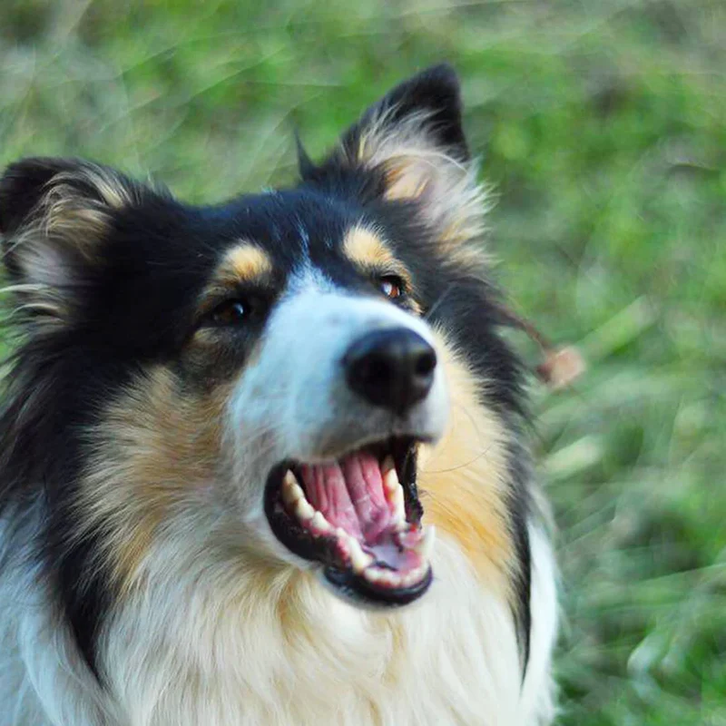 Tales & Tails Pferde Leckerli für Hunde – Monoprotein Snack für Allergiker