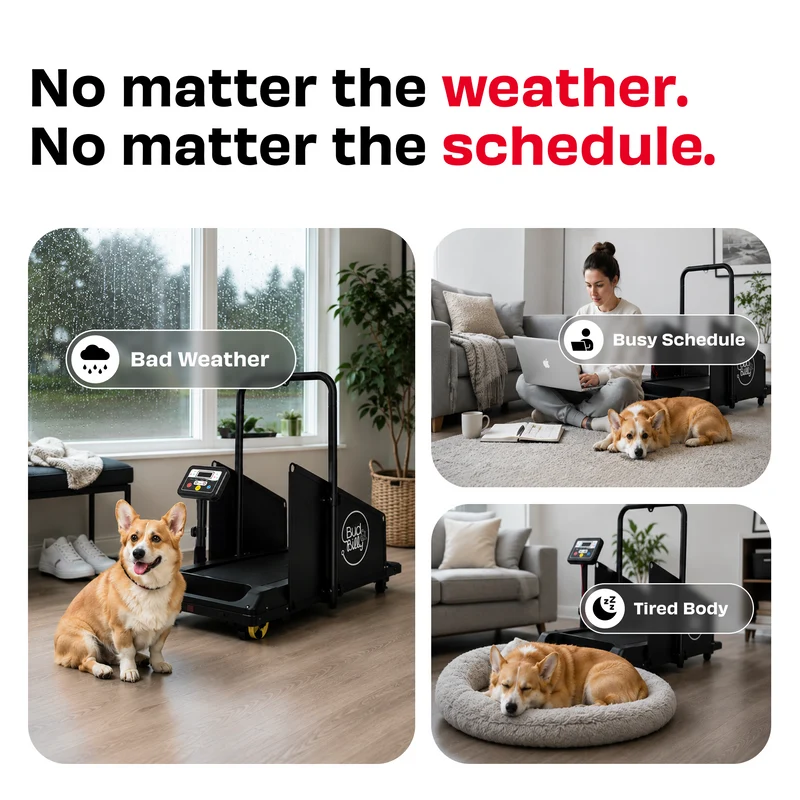 Bud & Billy Quiet & Movable Indoor Small Dog Treadmill With Monitor, Tracker & Remote Control 115x53x76cm - Black