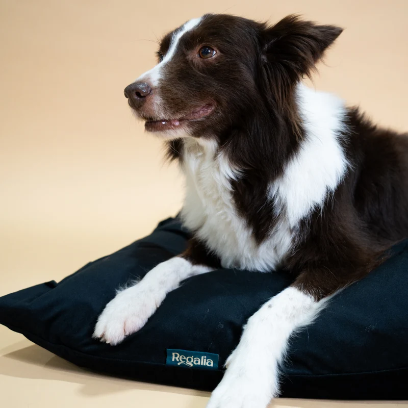 Regalia Velvet Deep Duvet Non-Slip Dog Bed - Aqua/Large