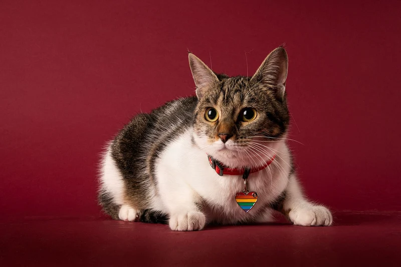 MyFamiyl memopet® Katzenhalsband mit NFC-Chip