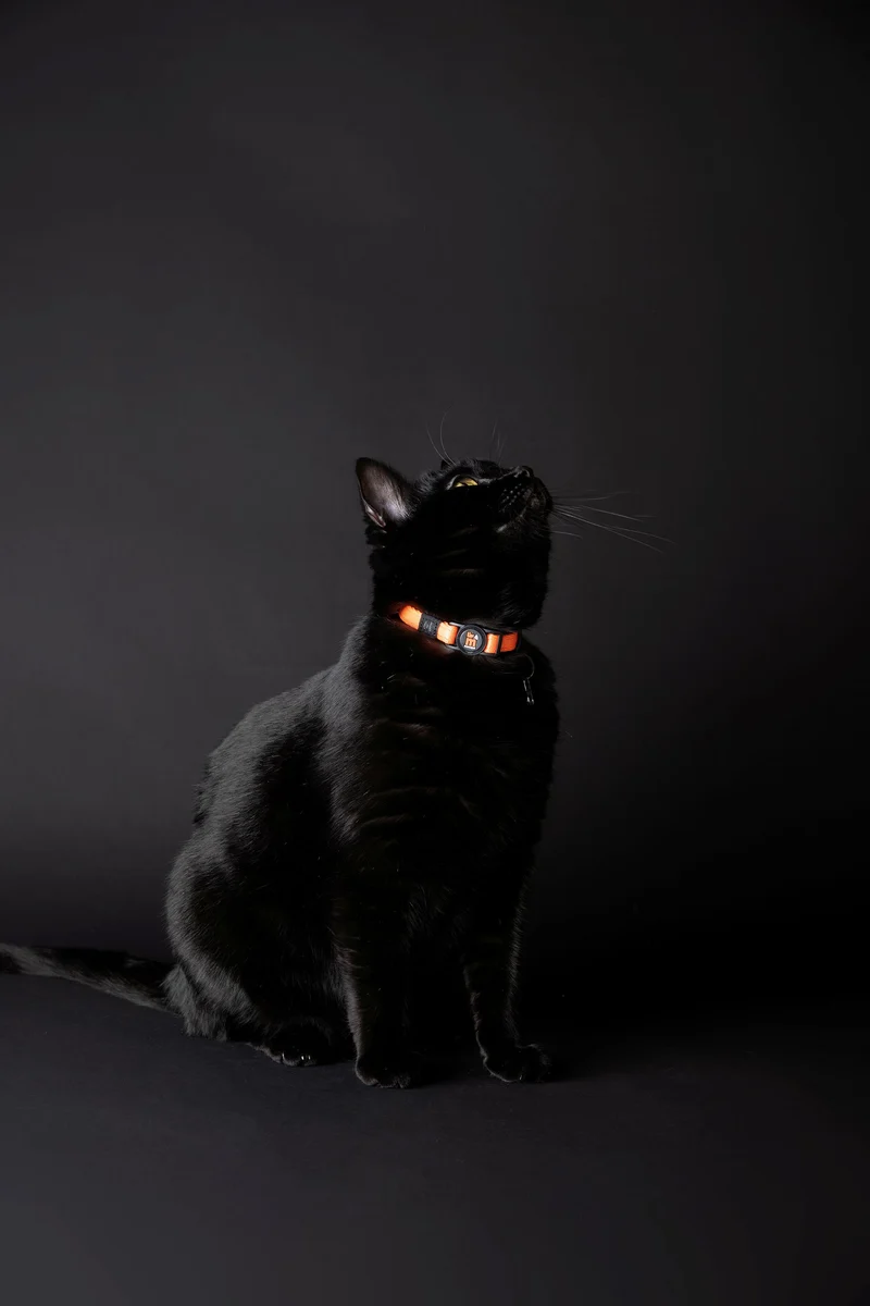 MyFamiyl memopet® Katzenhalsband mit NFC-Chip
