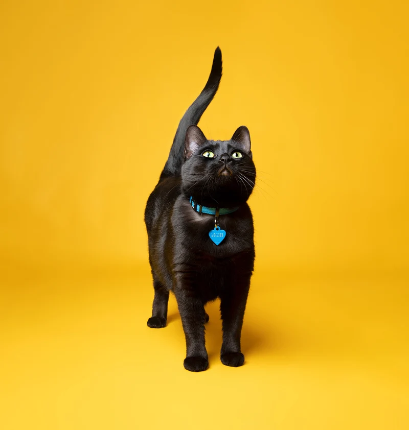 MyFamiyl memopet® Katzenhalsband mit NFC-Chip