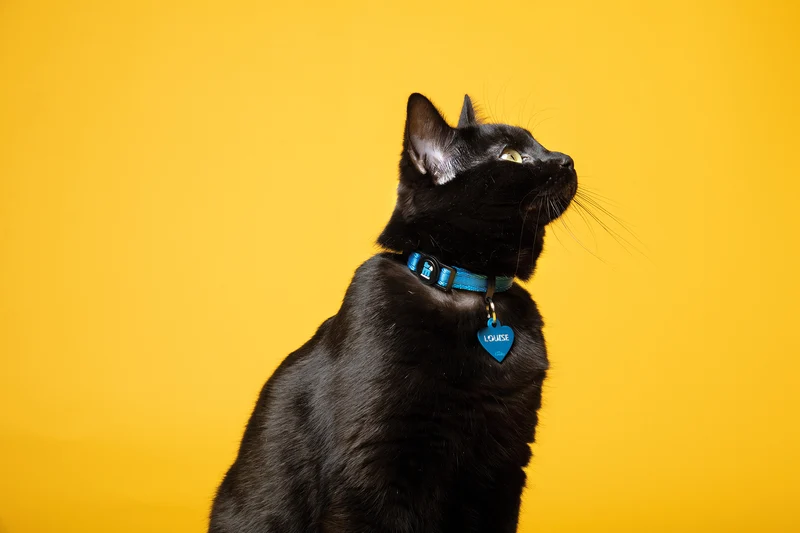 MyFamiyl memopet® Katzenhalsband mit NFC-Chip