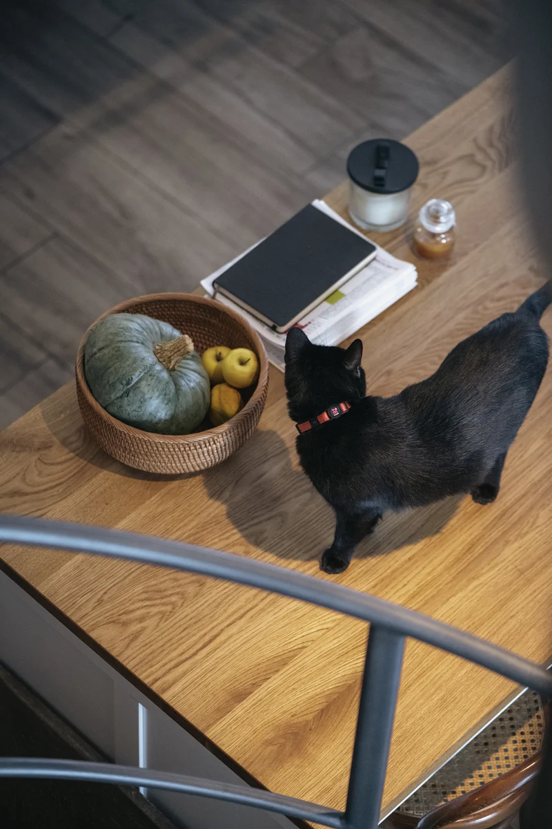 MyFamiyl memopet® Katzenhalsband mit NFC-Chip