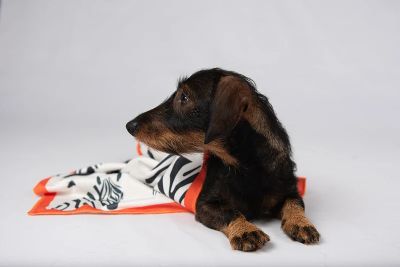 THE QUICKDRY TOWEL von LUMIIES® (SCHNELLTROCKENHANDTUCH)