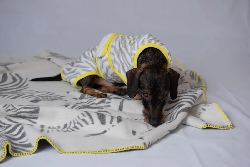 THE ZEBRA BATHROBE (Bademantel für Dackel & Poodel)