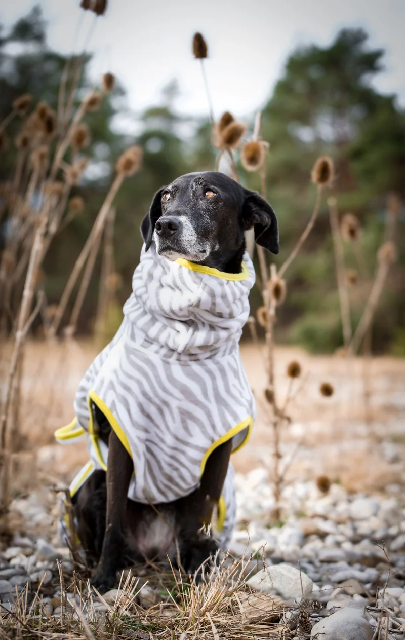 THE ZEBRA BATHROBE (HUNDEBADEMANTEL FÜR ALLE HUNDERASSEN)