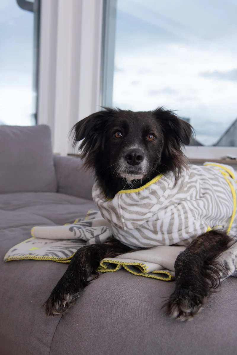 THE ZEBRA BATHROBE (HUNDEBADEMANTEL FÜR ALLE HUNDERASSEN)