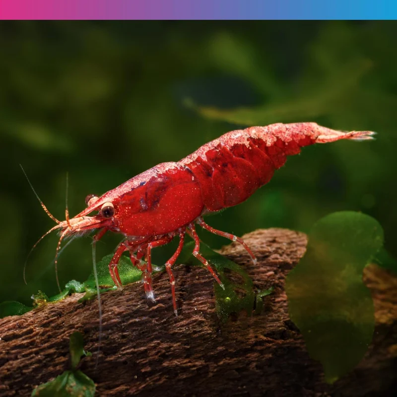 NT Labs Pro-f Shrimp Enhancer Fish Food 40G