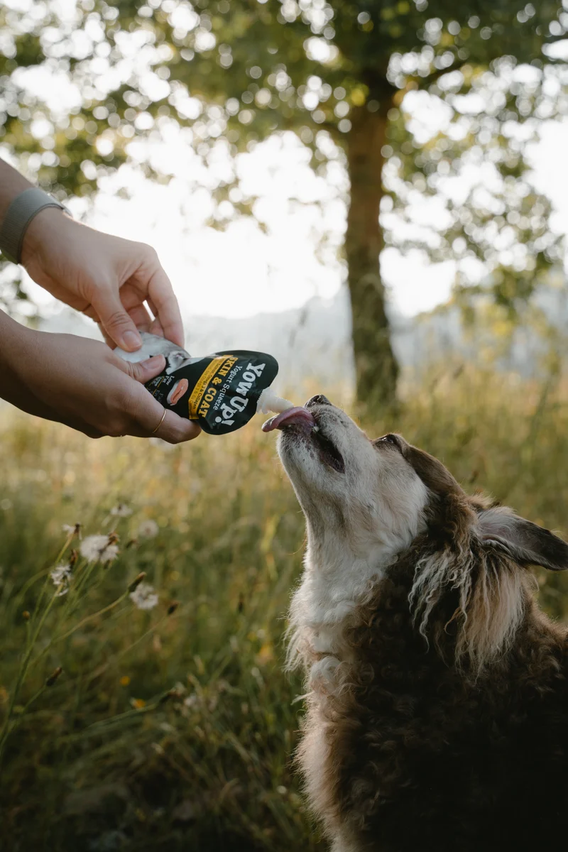 YowUp Yogurt With Prebiotics Skin & Hair Dog Wet Food Topper Salmon 115g