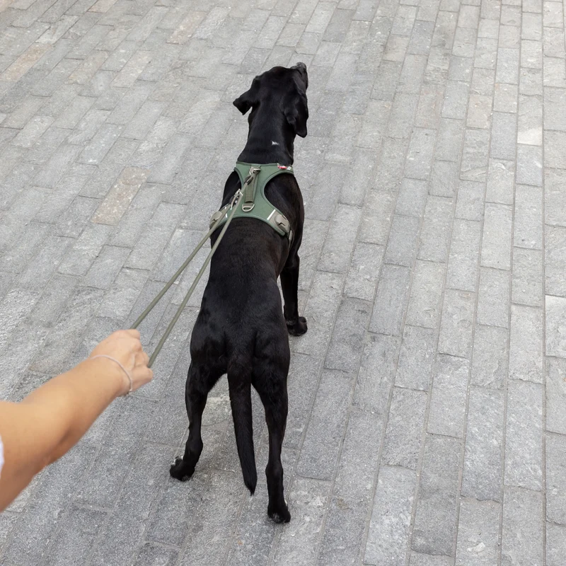 Curli Vario Comfort Dog Leash With Shock Absorbing Rope
