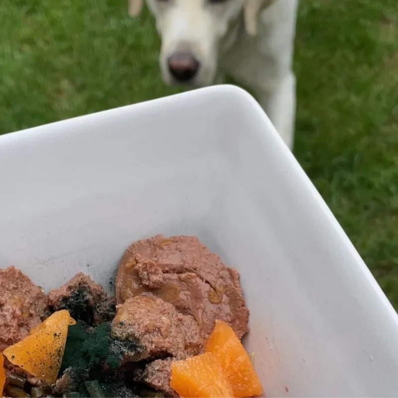 Let me ENTErtain you - Nassfutter für Hunde mit 75% Ente