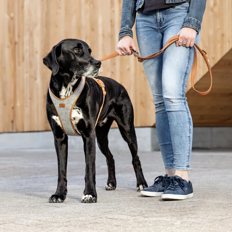 Curli The Alpine Belka Harness For Large Dogs